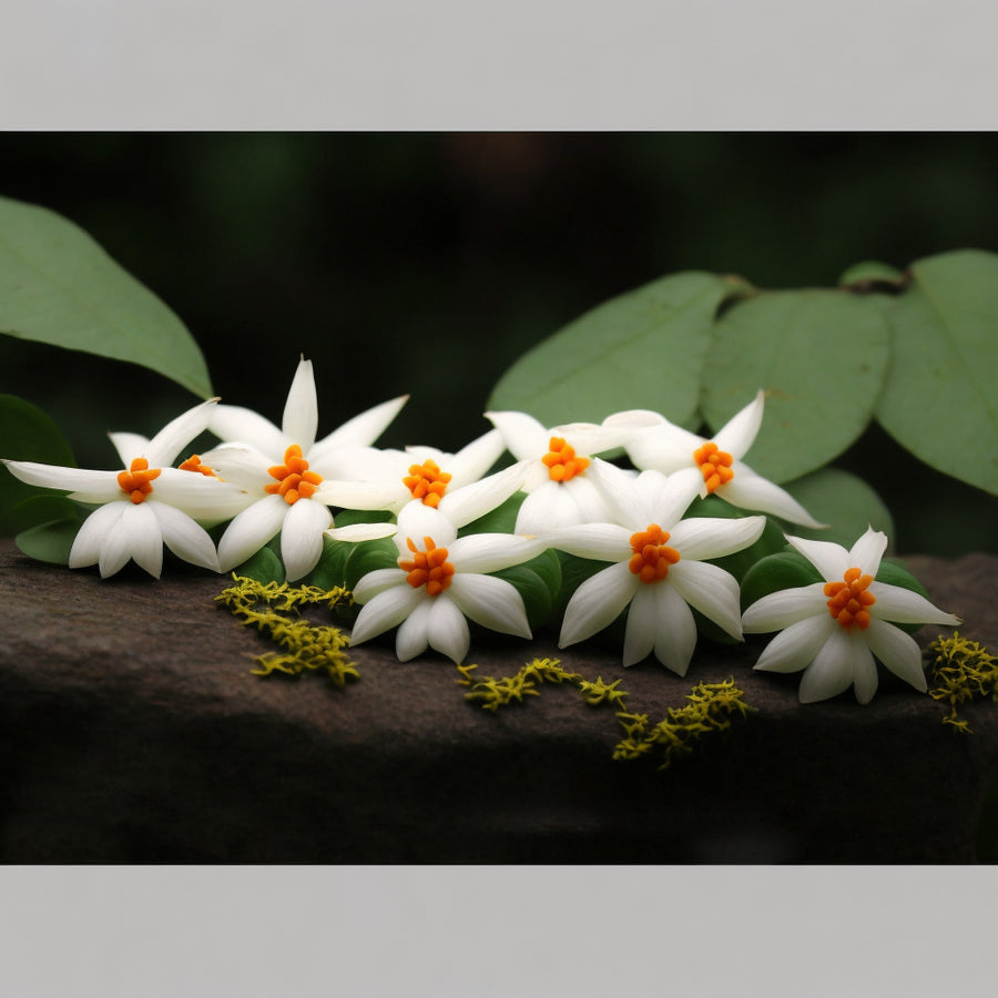Nachtjasmin Tiefschlaf Öl Asmi