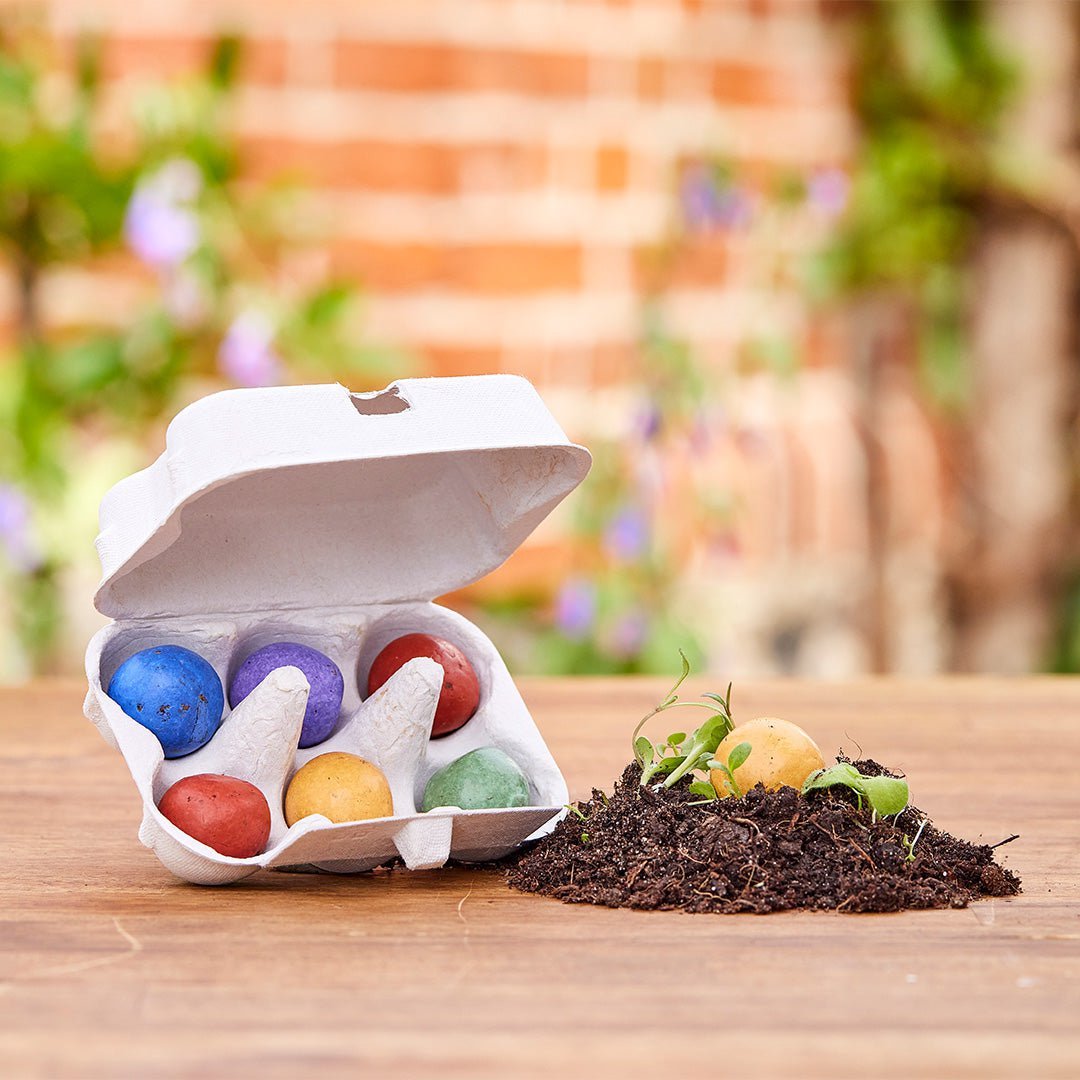 Osterblumen | Seed-Bombs | 6 Stück in Pappschachtel