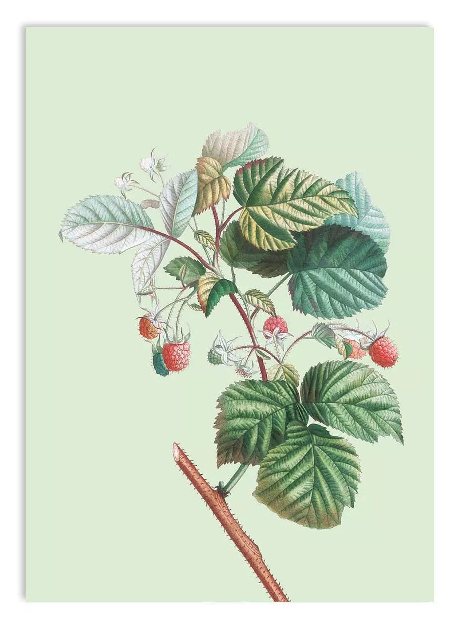 Poster A3 Himbeeren 30x40 floral