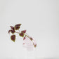 Vase Studio About