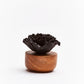 Porzellanblume Japanischer Nelken Diffusor - schwarz Anoq